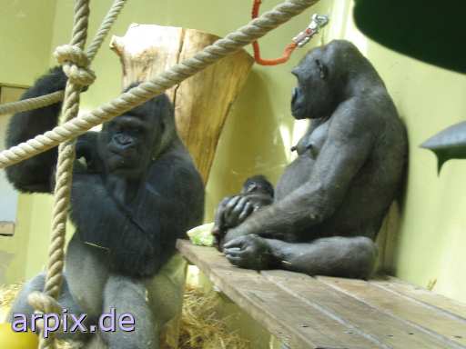 gorilla zoo mammal monkey