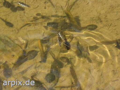 water strider tadpole