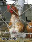 Welteitag: Freiland-Hühnerhaltung