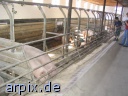 stable gazer mammal human pig