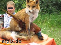 fox pheasant hunt corpse mammal fox bird