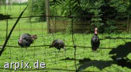 zoo object fence bird turkey