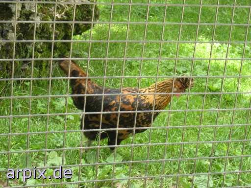 zoo object fence bird chicken