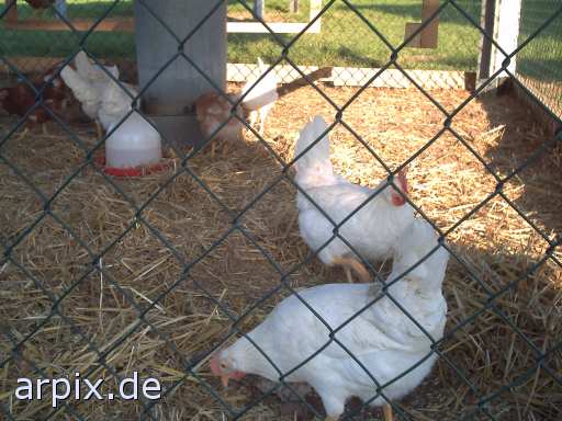 object cage fence bird chicken freerange