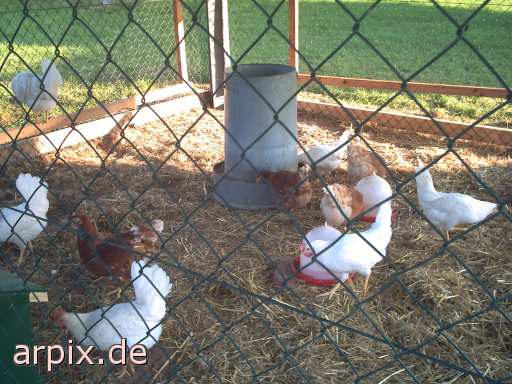 object cage fence bird chicken freerange