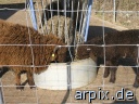 object fence mammal sheep zoo