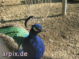 peacock zoo object fence bird