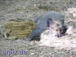 wild boar piglets nursing zoo mammal pig