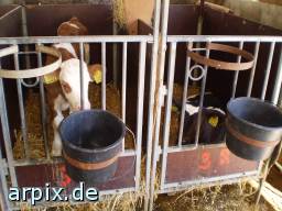 object cage mammal cattle calf animal product milk