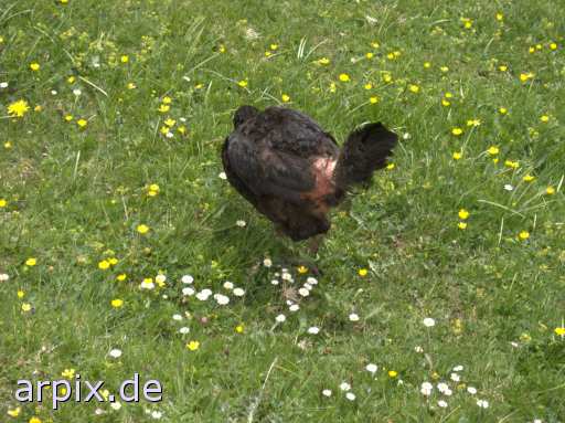 meadow bird chicken freerange