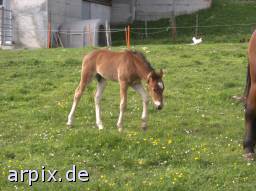foal meadow mammal horse