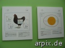 object sign animal product egg bird chicken
