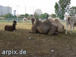 alpaca camel circus mammal