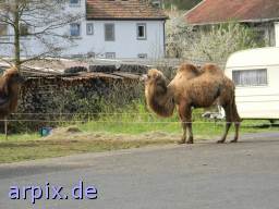 zirkus säugetier kamel