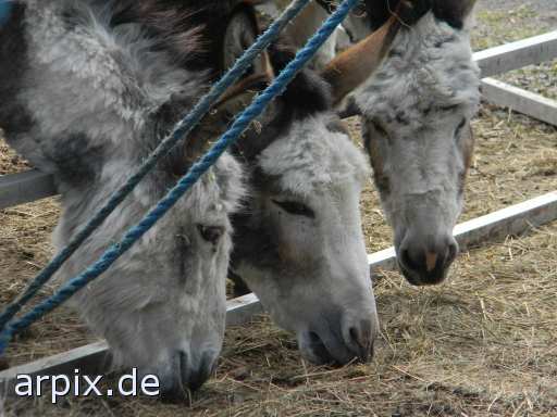 circus mammal horse donkey fence