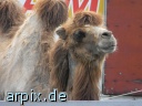 zirkus säugetier kamel