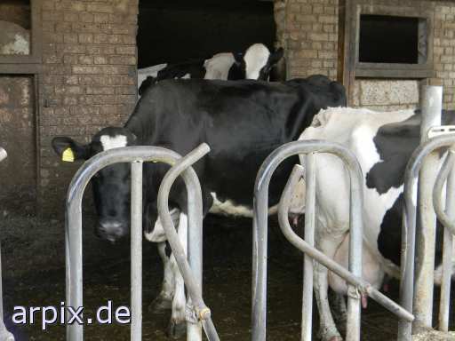 object cage mammal cattle