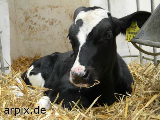 object cage mammal cattle calf