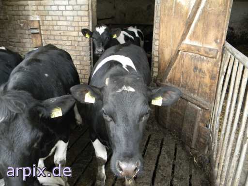 object cage mammal cattle