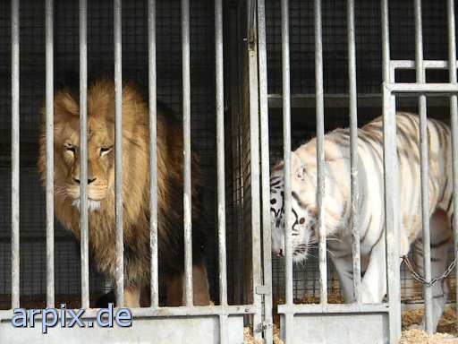 tiger lion circus object cage mammal