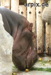 hippopotamus zoo mammal