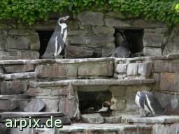 zoo vogel pinguin