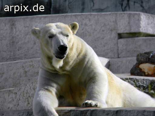 polar bear zoo mammal