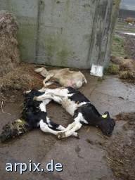 Opfer der Tierausbeutung: tote junge Rinder und ein Schaf