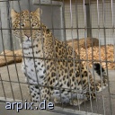 leopard zoo object cage mammal