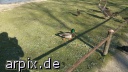 free bird duck poult