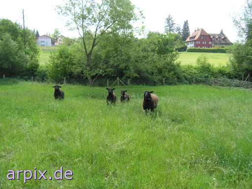 black mammal sheep meadow