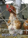chicken hen fence freerange hobby husbandry bird