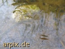 water strider insect
