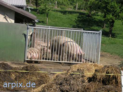 mammal pig stable