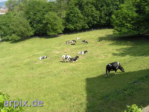  mammal cattle cow meadow