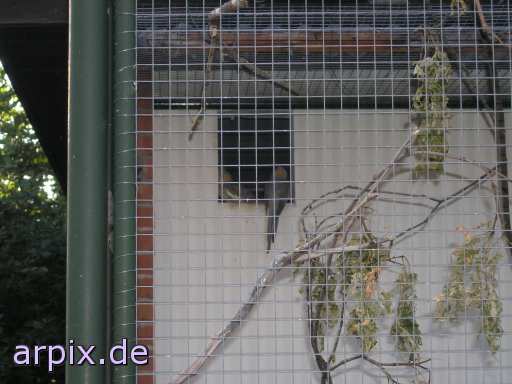 aviary bird cage unknown zoo parakeet