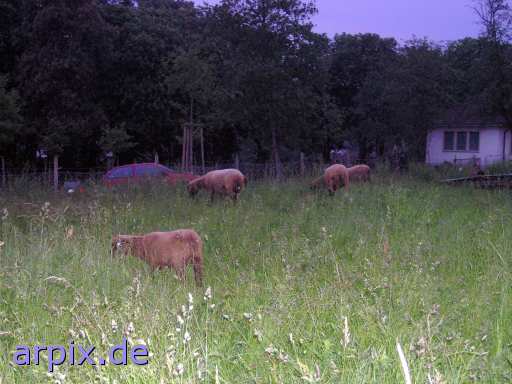  mammal sheep meadow