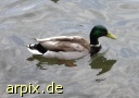  bird duck free