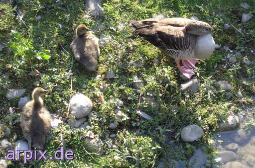 gosling bird goose zoo