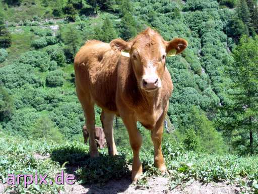 mammal cattle cow