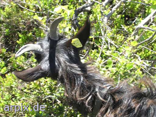 earmark mammal goat