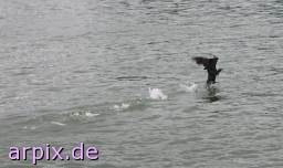 great cormorant sea raven free bird