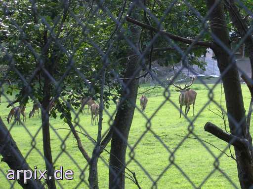 deer meadow fence
