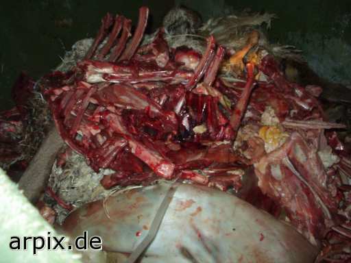 deer corpse object garbage mammal sheep animal product flesh