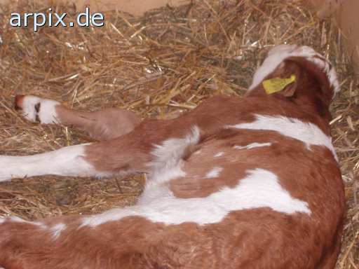 stable mammal cattle calf