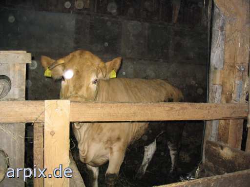 organic stable mammal cattle bull