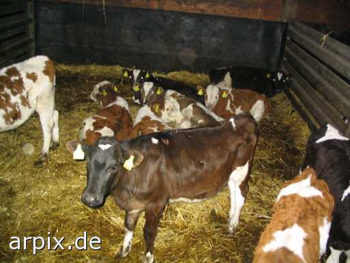 stable mammal cattle cow