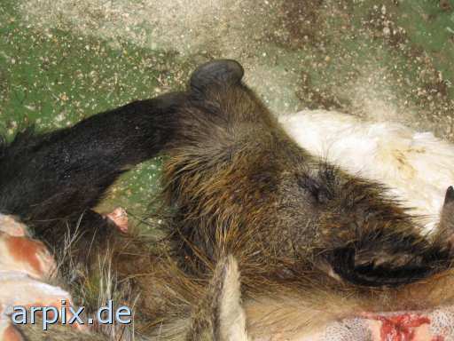 wild boar hunt corpse object garbage