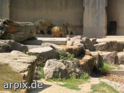 bear polar bear zoo mammal fox