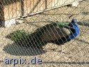 peacock zoo object fence bird